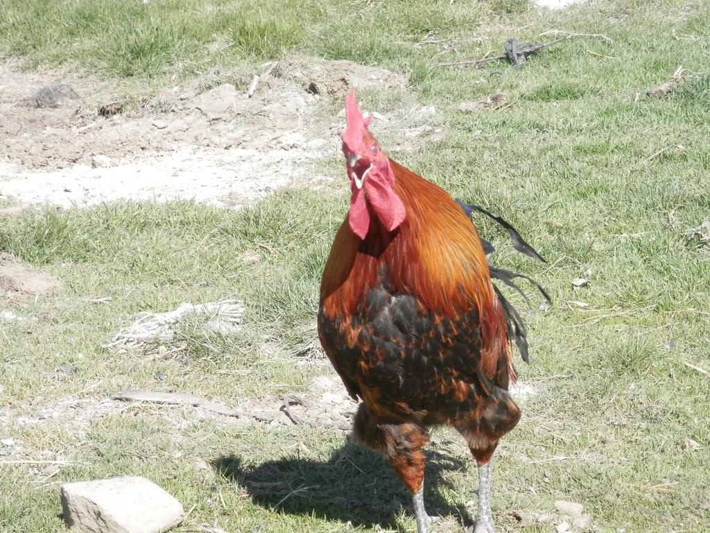 Pensjonat Casa Rural El Dolmen Bernuy-Salinero Zewnętrze zdjęcie