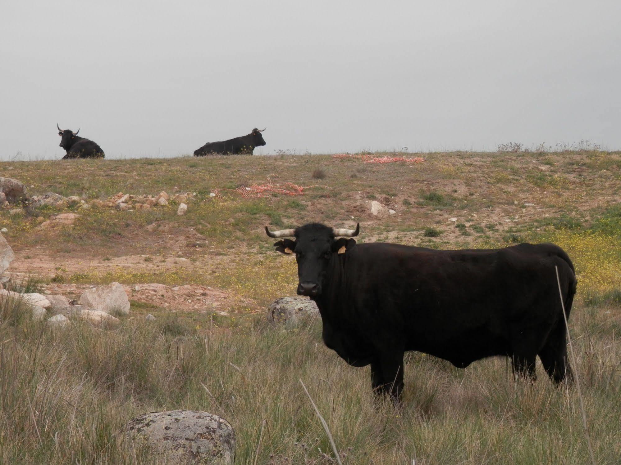 Pensjonat Casa Rural El Dolmen Bernuy-Salinero Zewnętrze zdjęcie